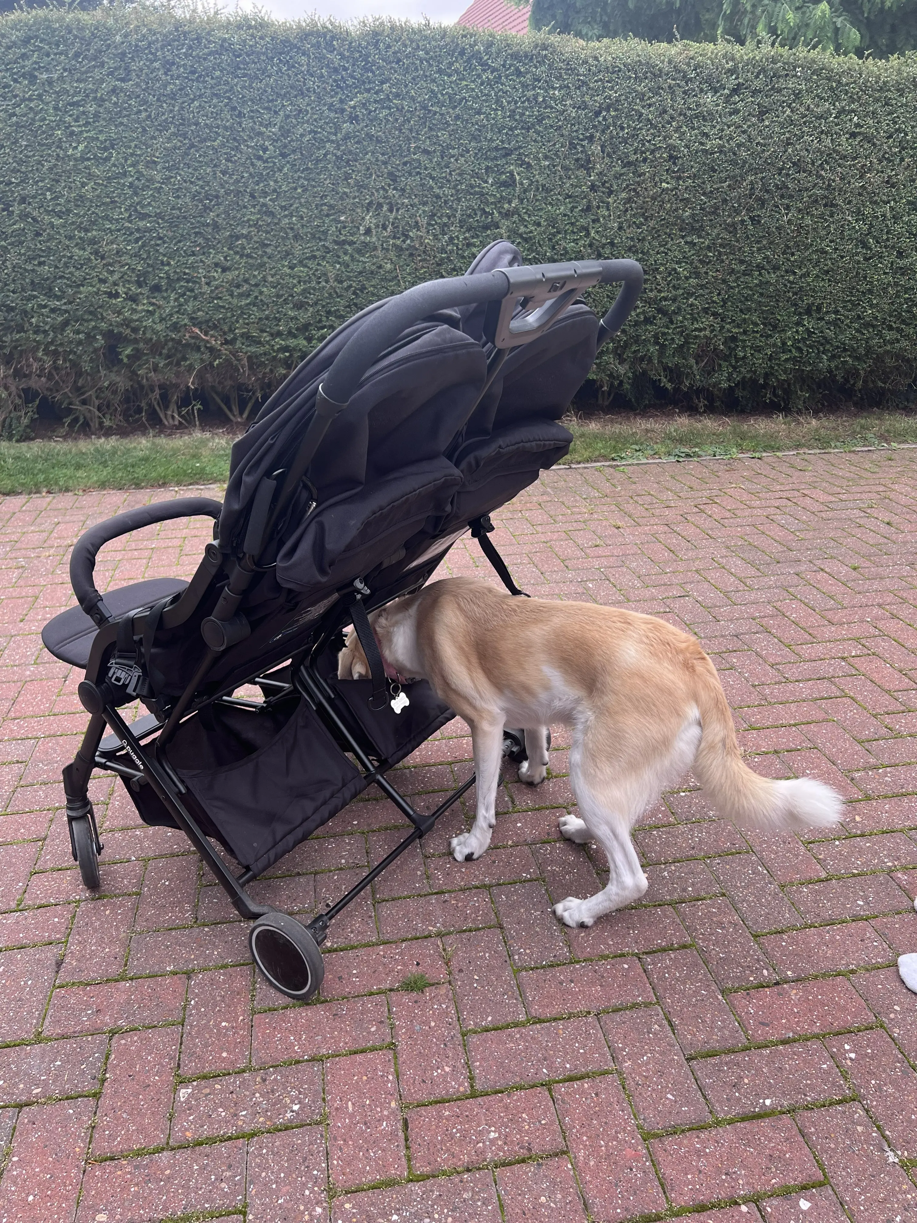 Dog with head in Puggle City Traveller basket looking for biscuits